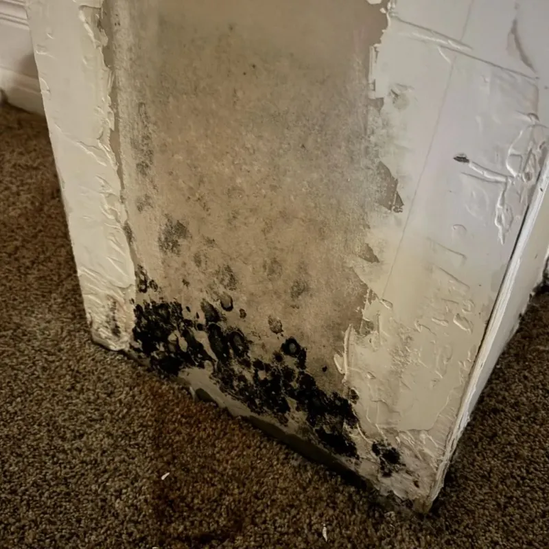 Professional Mold Removal in Molalla, OR